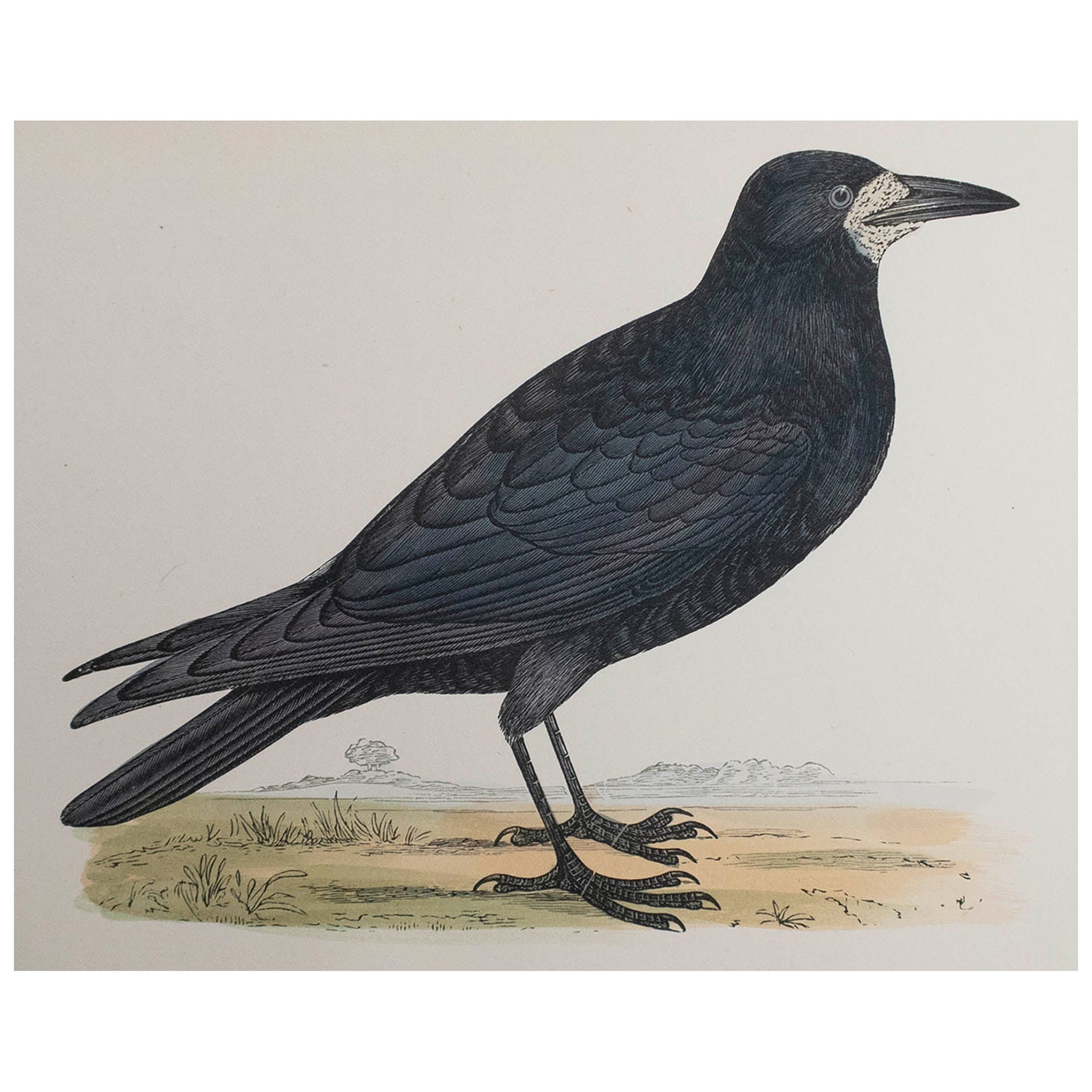 Original Antique Print of a Rook, circa 1880, 'Unframed'