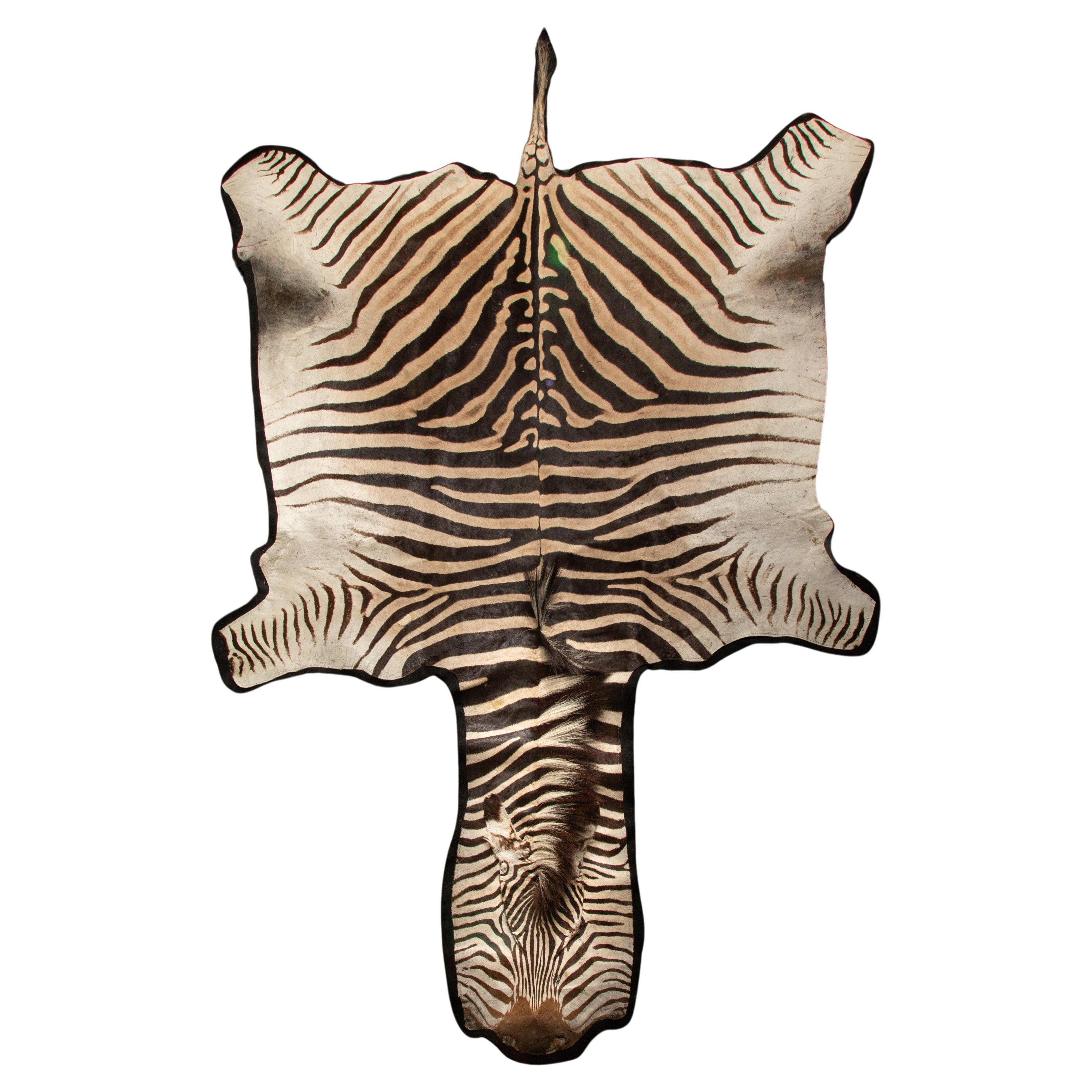 Southern African Elegance: Extra Large Burchell's Zebra Rug 136"