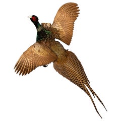 Taxidermy Flying Ring-Neck Pheasant - Exquisite Wall Mount
