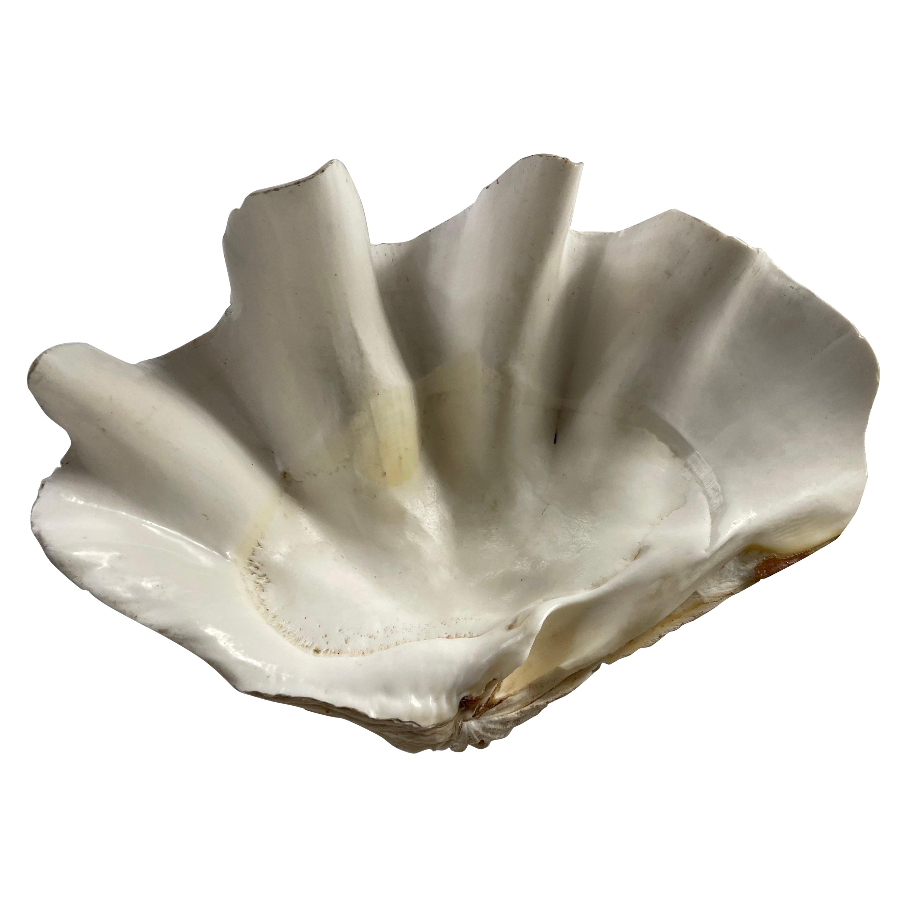Gigas Tridacna shell For Sale