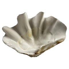 Antique Gigas Tridacna shell 