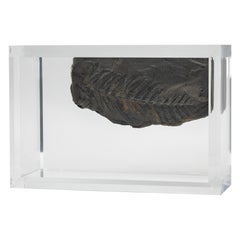 Fernes fossiles monté sur une base en acrylique de conception originale