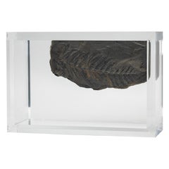 Fossil Ferns mounted in original design acrylic base