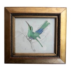 Grabado original antiguo de un colibrí, 1847