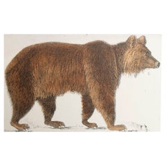 Impression originale et ancienne d'un ours brun, 1847, non encadrée