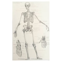 Original Vintage Medical Print-Esqueleto, circa 1900