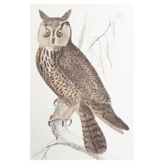 Original Antique Print of an Owl, 1847 'Unframed'