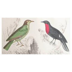 Original Antique Print of a Fruit Crow, 1847 'Unframed'