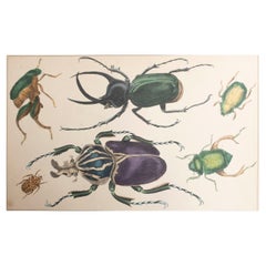 Original Antique Print of Beetles, 1847, 'Unframed'