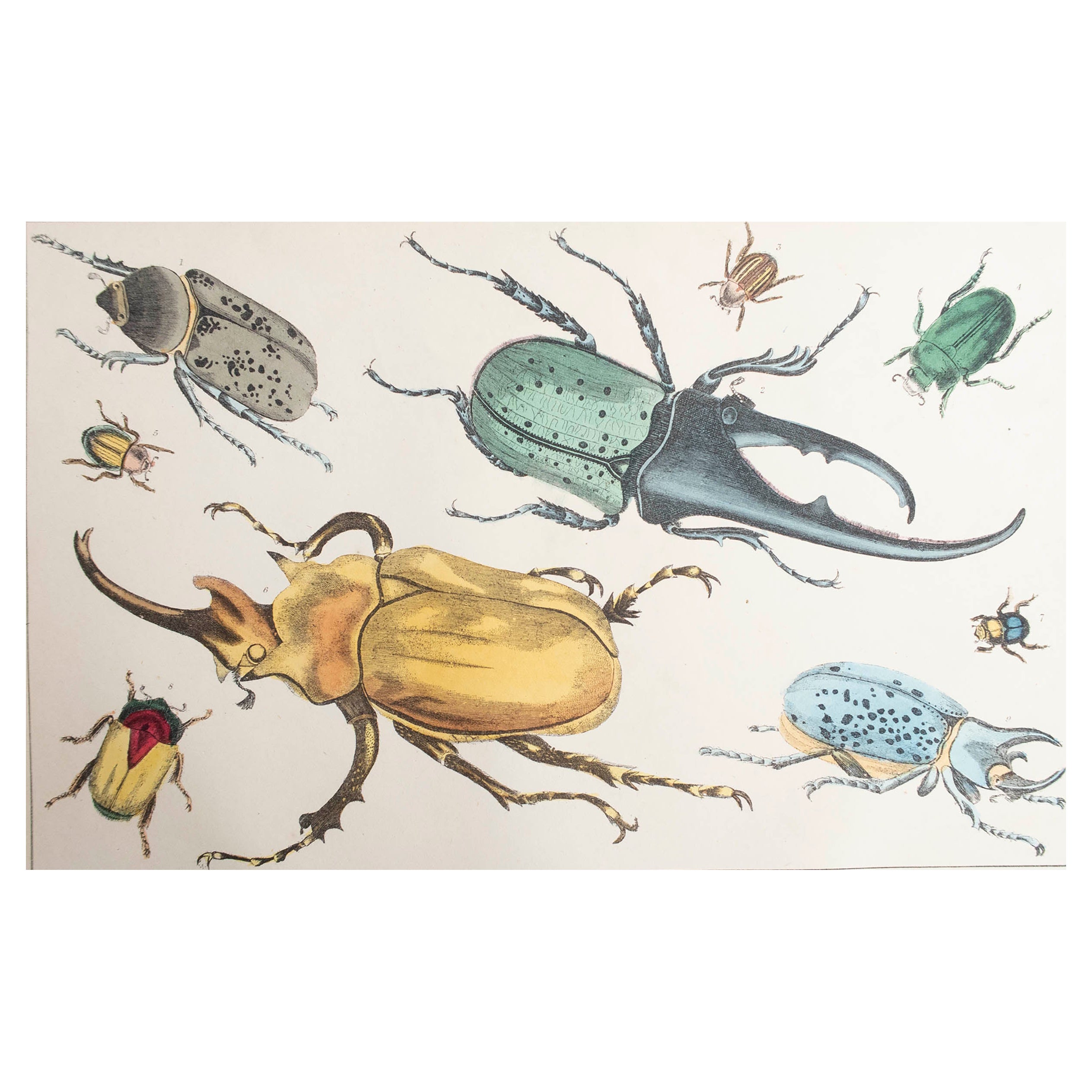 Original Antique Print of Beetles, 1847, 'Unframed'