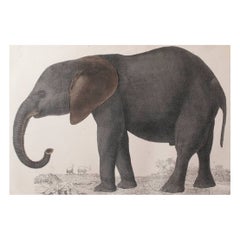 Original Antiker Druck eines Elefanten, 1847, ungerahmt