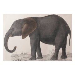 Original Antique Print of an Elephant, 1847 'Unframed'