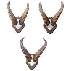 Vintage Set of Three Natural Mountain Goat Antlers to be Hung on the Wall