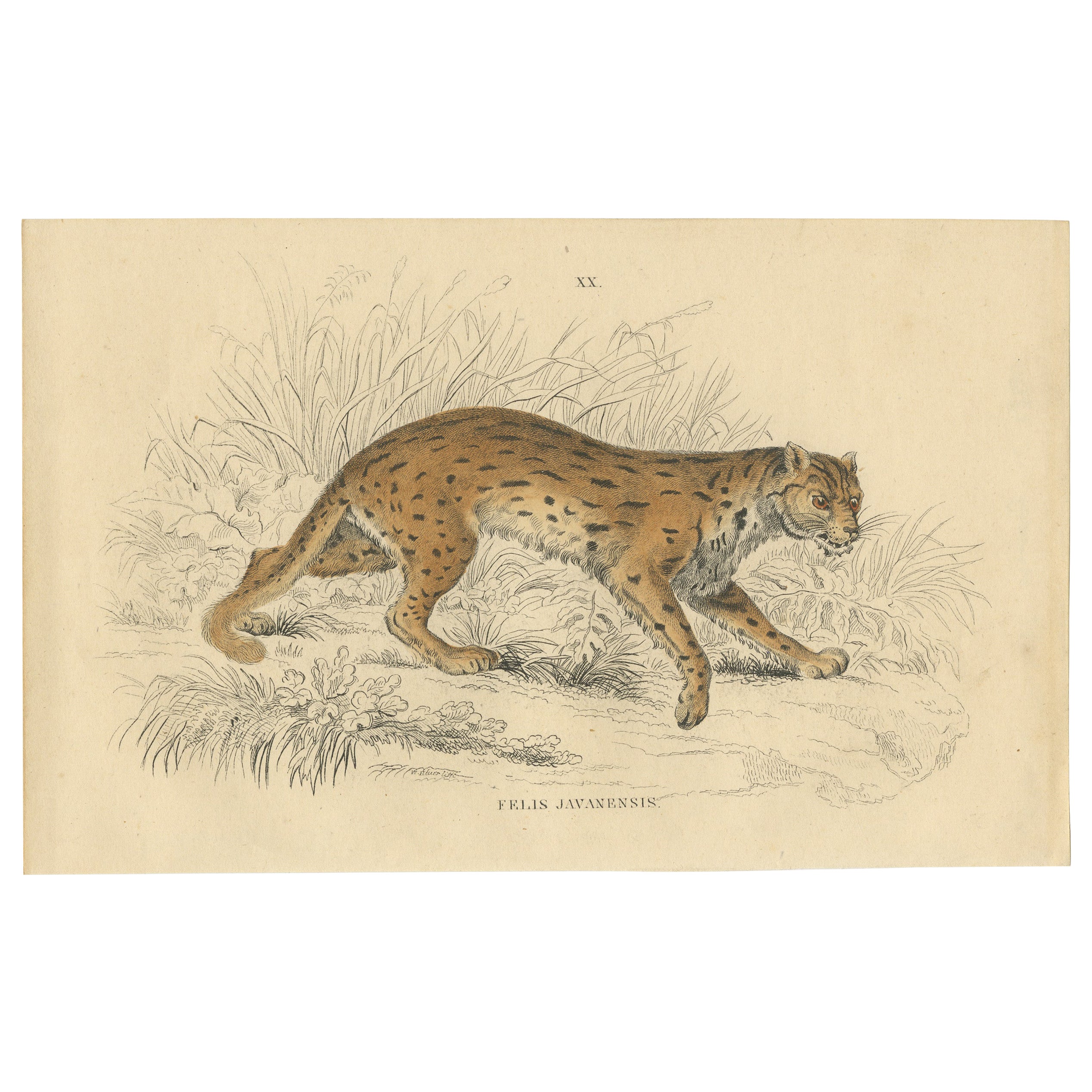 Hand-Colored Print of the Javan Leopard from Jardine's Natural History, 1860