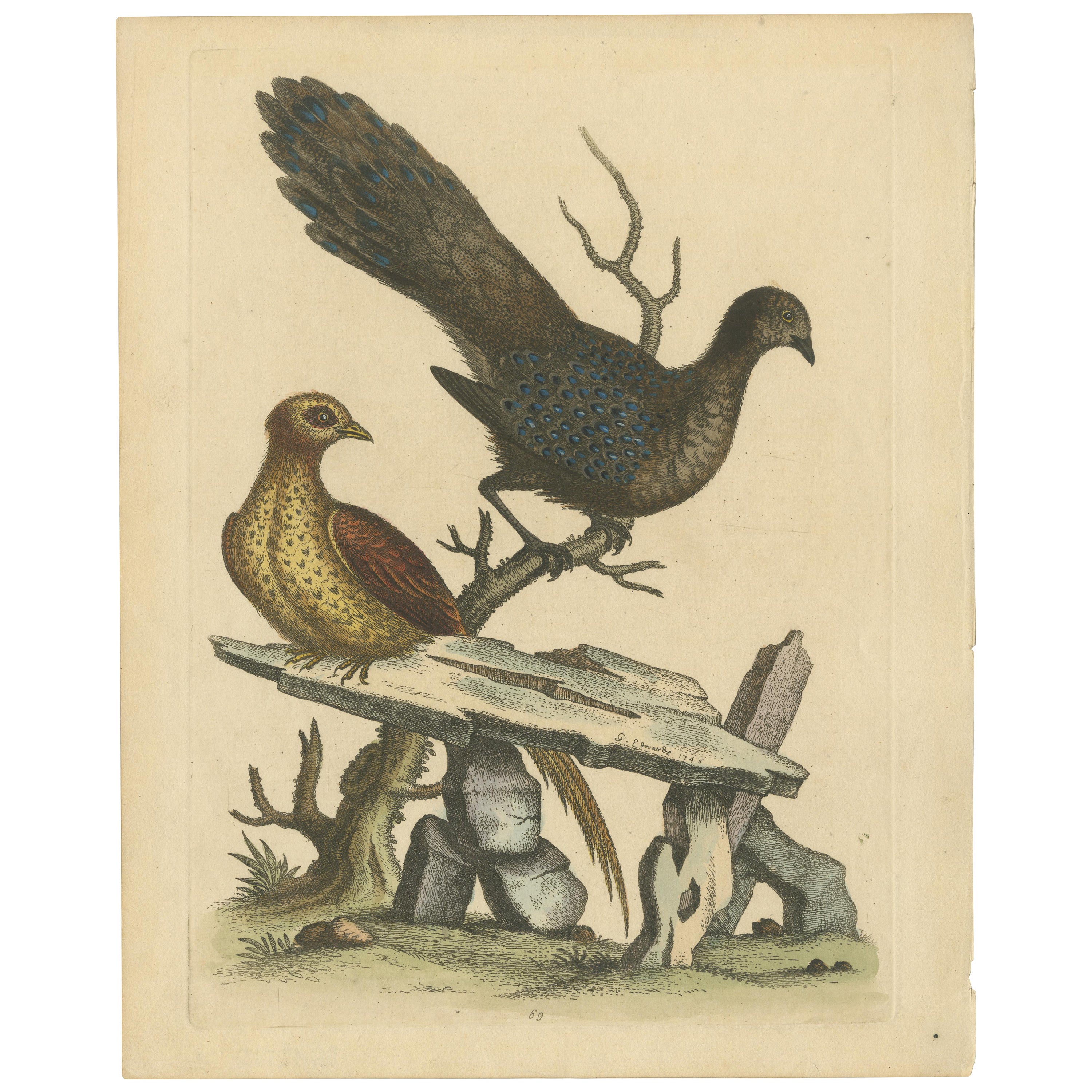 Graues Pfauenpferdchen-Hen: Ein Kupferstich von George Edwards aus dem Jahr 1746