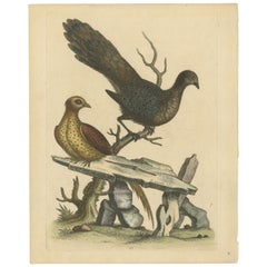 Antique Grey Peacock-Pheasant Hen: A 1746 Engraving by George Edwards
