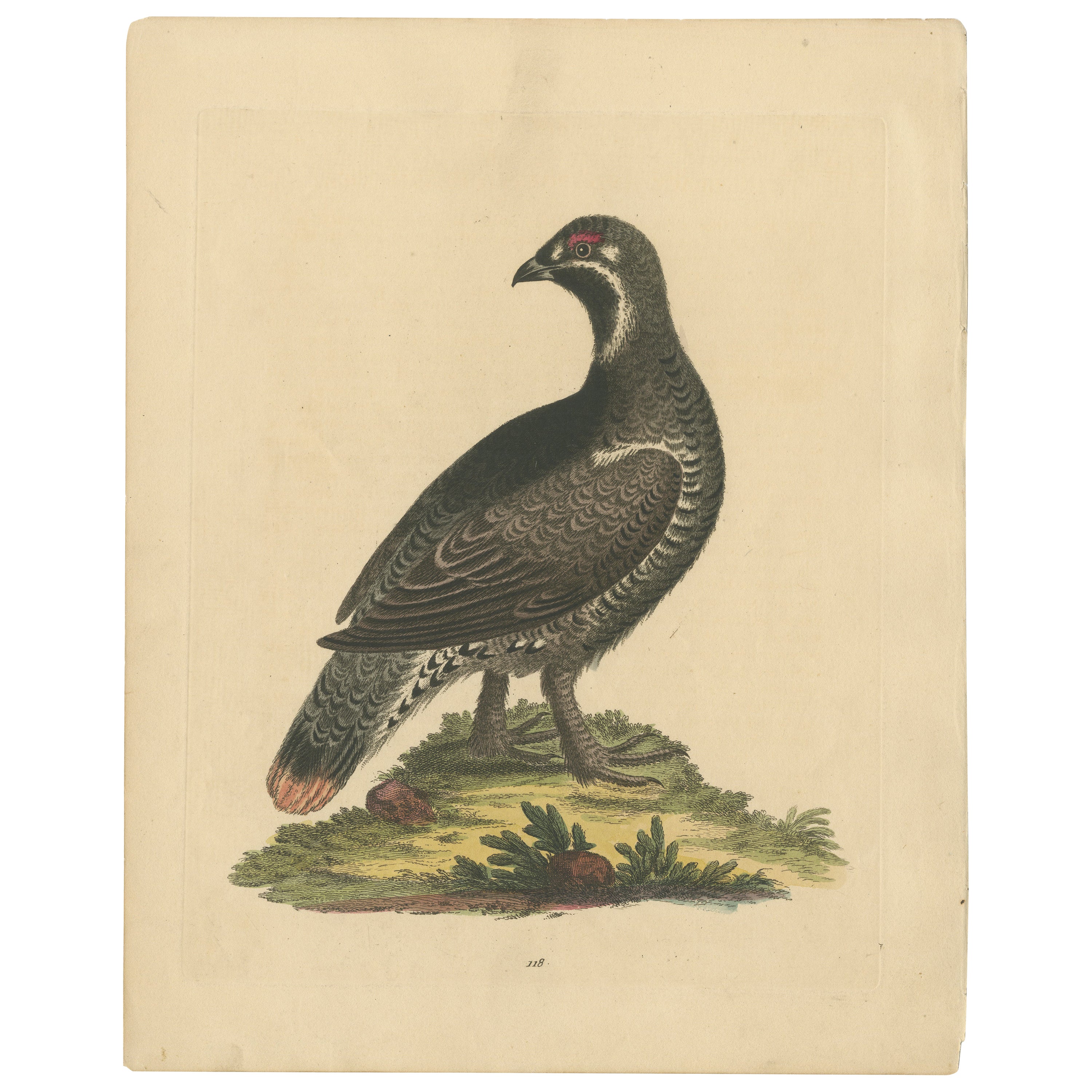 The Black and Spotted Heath Cock: Eine Original handkolorierte Gravur, 1746