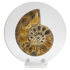 Crystallized Ammonite polished and cut mounted on custom acrylic base