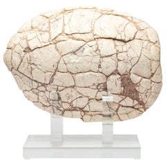 Collectors piece fossil Tortoise Shell mounted on custom acrylic base