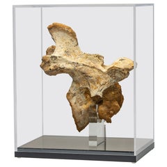 Spinosaurus vertebrae mounted on custom acrylic base