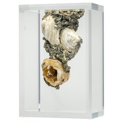 Rare Crystallized Fossil Clams mounted in original design acrylic base