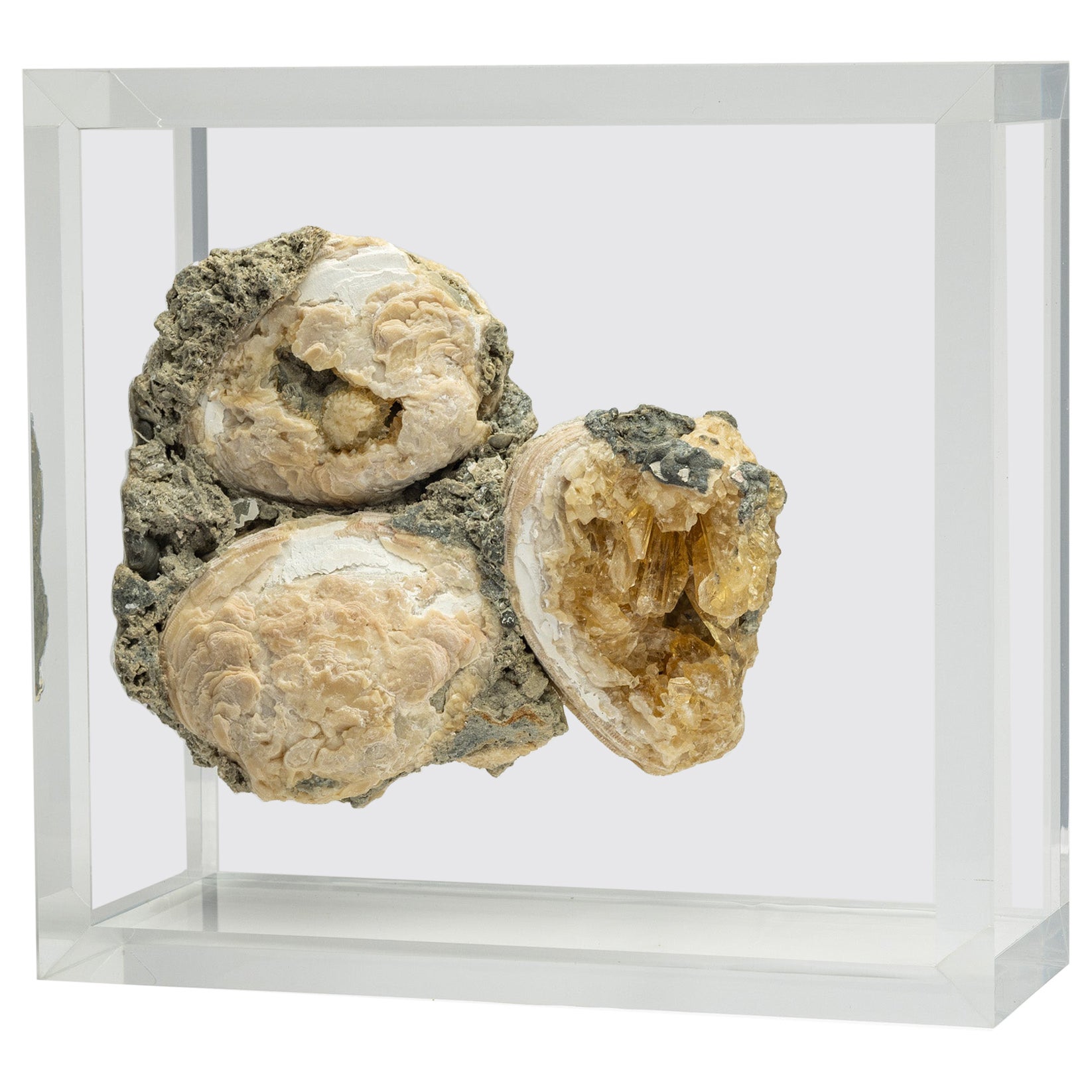 Vongole fossili cristallizzate montate in un espositore acrilico versatile e dal design originale