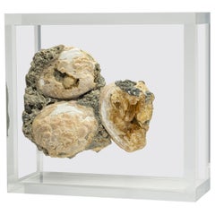 Crystallized Clams mounted in original design acrylic base