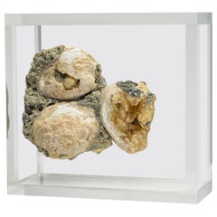 Des fermoirs fossilisés montés en acrylique au design original et polyvalent