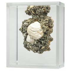 Rare Crystallized Fossil Clams mounted in original design acrylic display