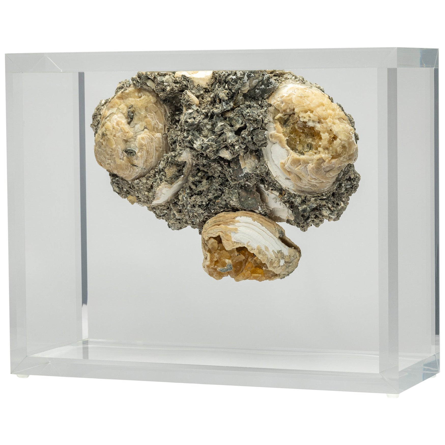 Vongole fossili con cristalli di calcite dorati montati in un versatile espositore in acrilico