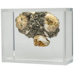 Fossil Clams with golden calcite crystals mounted in versatile acrylic display