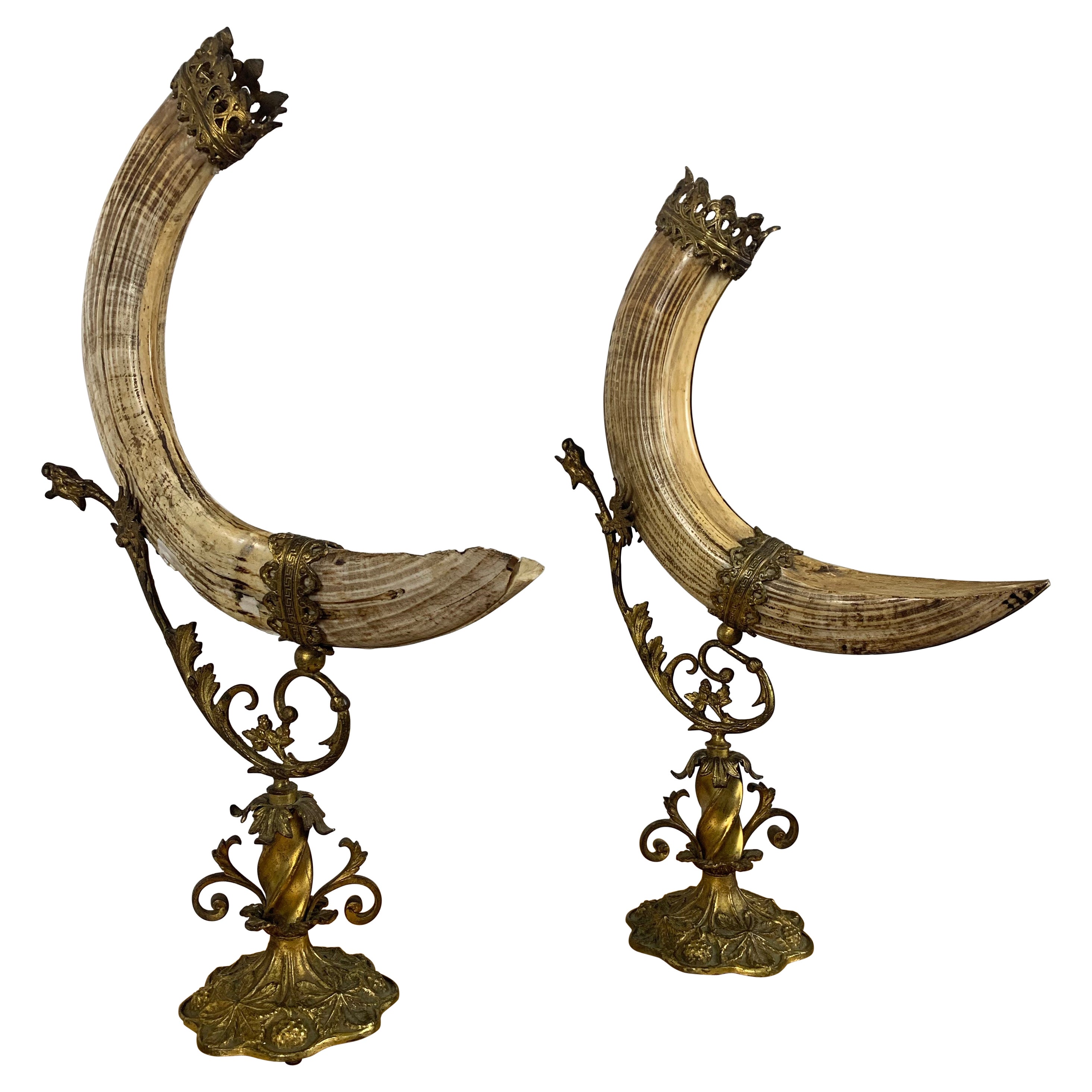 Antique Wild boar Trophies