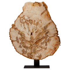 Exquisite Petrified Wood from Africa: A Timeless Masterpiece