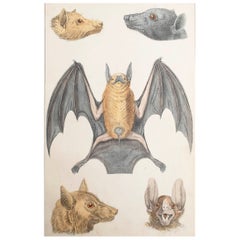 Grabado original antiguo de un murciélago, 1847 'Sin enmarcar