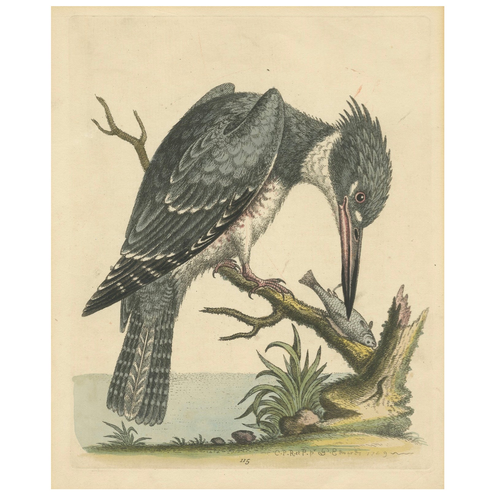 Majestic Hunter: The American Belted Kingfisher in Its Natural Habitat, 1749 For Sale