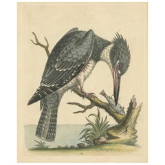 Majestic Hunter: Il Kingfisher americano nel suo habitat naturale, 1749