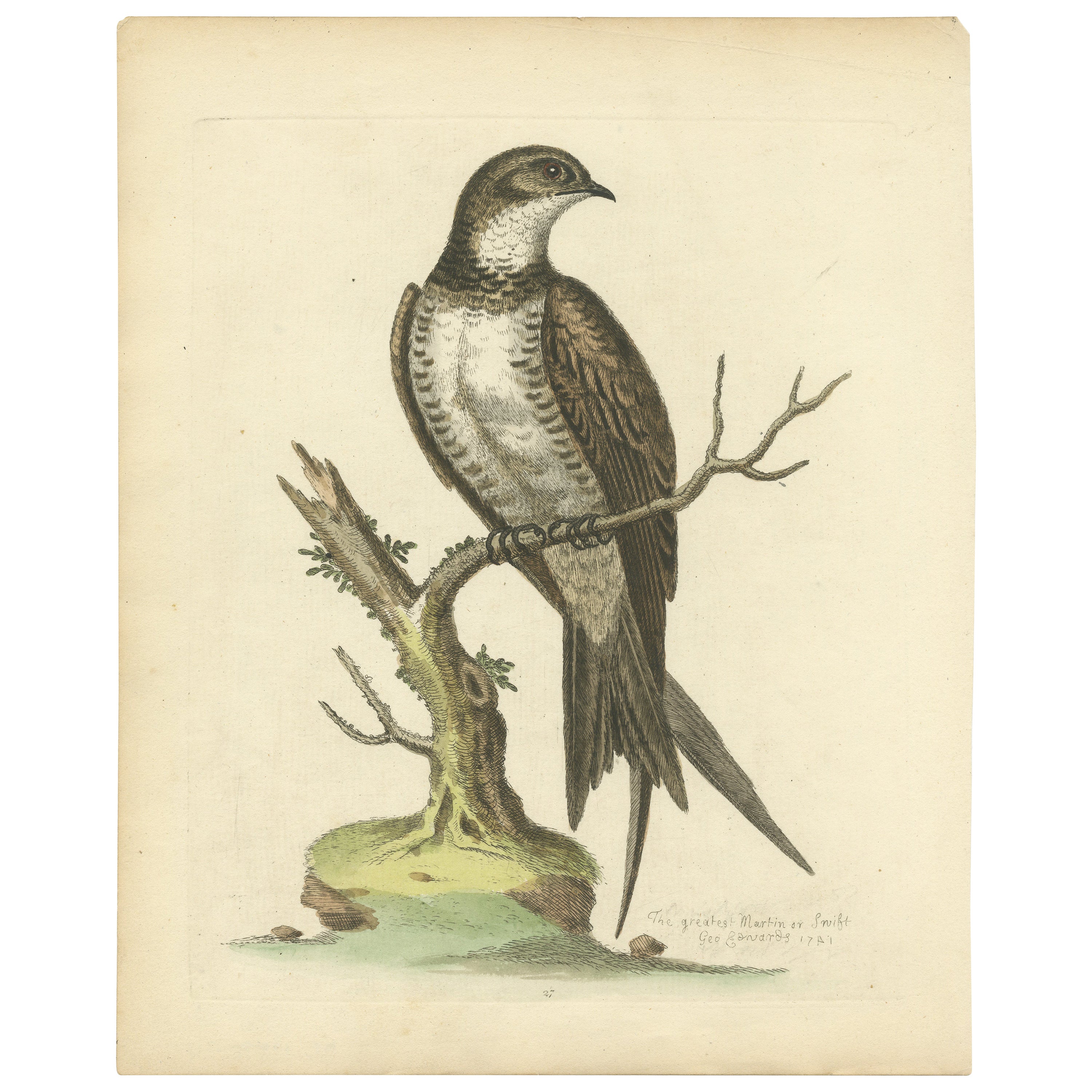 The Greatest Martin o Swift di George Edwards, stampa di uccelli colorata a mano, 1743