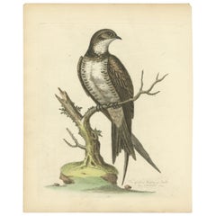 The Greatest Martin o Swift di George Edwards, stampa di uccelli colorata a mano, 1743