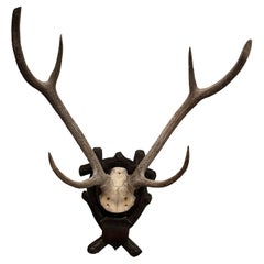 Large Antler Mount on German Black Forest Plaque