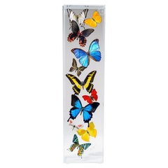 11 echte Schmetterlinge in vertikaler Acryl-Schattenbox