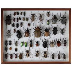 Collection of Taxidermy Beetles