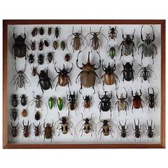 Collection of Taxidermy Beetles