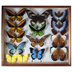 Tropical Birdwing Butterfly Collection