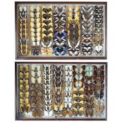 Vintage Collection of Rare Butterflies