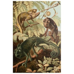 Impression ancienne originale de Chameleons. C.1900