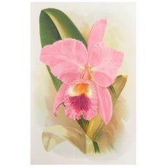 Original Antique Botanical Print - Orchid . C.1900
