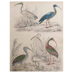 Large Original Antique Natural History Print, Cranes, circa 1835