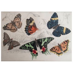 Original Antique Print of Butterflies, 1847, Unframed