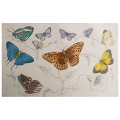 Original Antique Print of Butterflies, 1847, Unframed