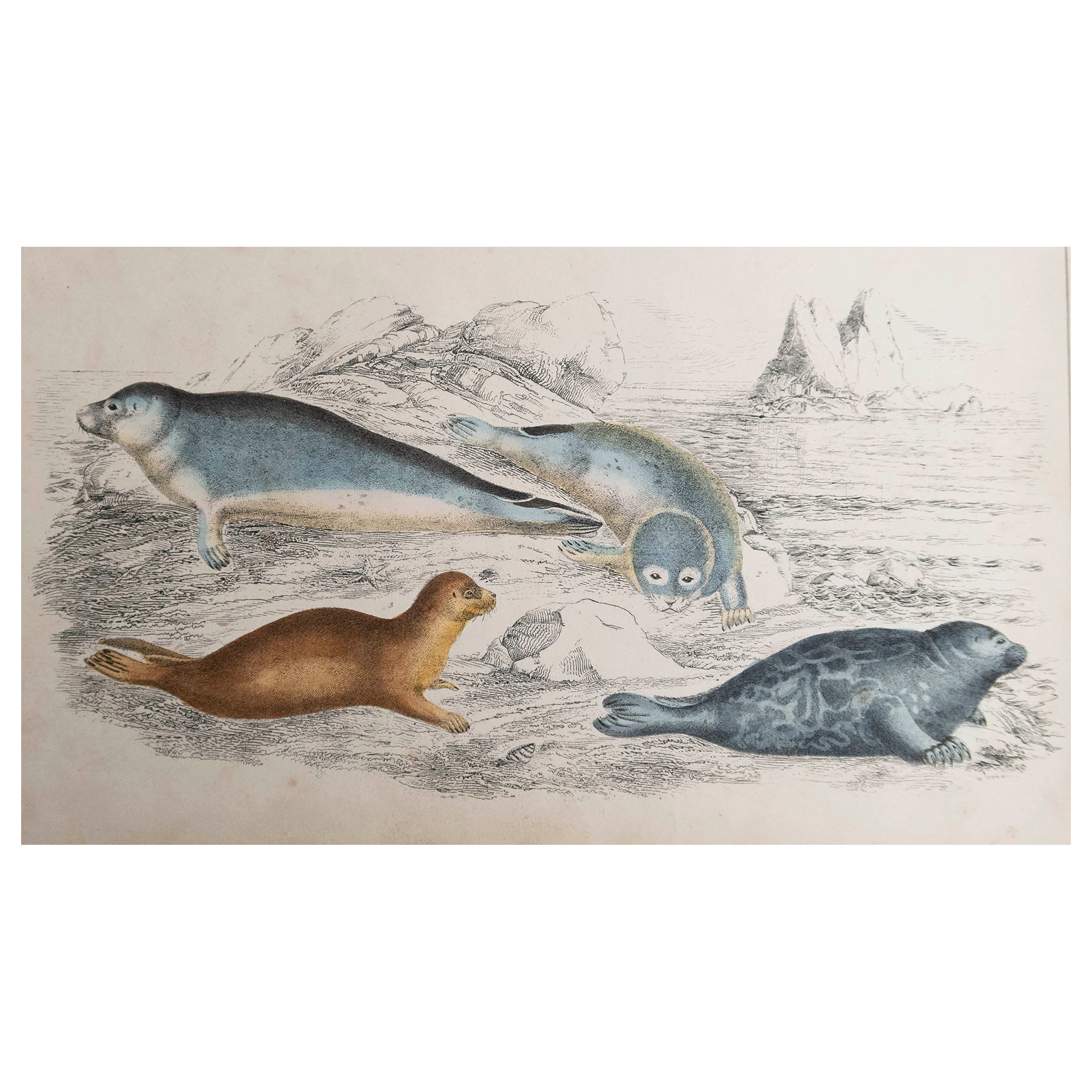 Original Antique Print of Seals, 1847 'Unframed'